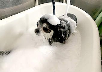 シャンプーコース